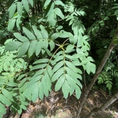 Sorbus domestica at Hughes, ACT - 3 Feb 2023