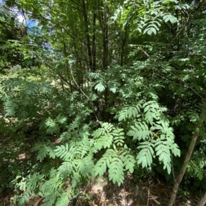 Sorbus domestica at Hughes, ACT - 3 Feb 2023