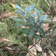 Eucalyptus globulus subsp. bicostata (Southern Blue Gum, Eurabbie) at Hughes, ACT - 3 Feb 2023 by Tapirlord