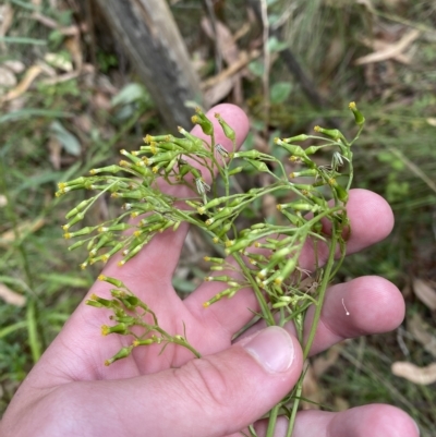 Senecio diaschides (Erect Groundsel) at Hughes, ACT - 3 Feb 2023 by Tapirlord