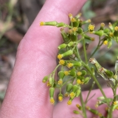 Senecio diaschides at Hughes, ACT - 3 Feb 2023 02:04 PM