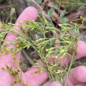 Senecio diaschides at Hughes, ACT - 3 Feb 2023 02:04 PM