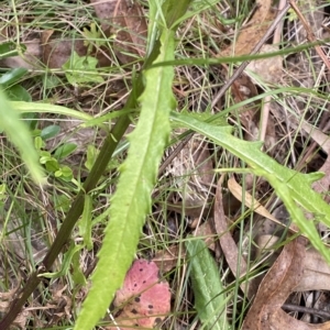 Senecio diaschides at Hughes, ACT - 3 Feb 2023 02:04 PM