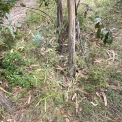 Senecio diaschides at Hughes, ACT - 3 Feb 2023