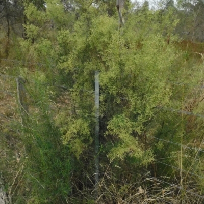 Cassinia quinquefaria (Rosemary Cassinia) at Callum Brae - 22 Feb 2023 by CallumBraeRuralProperty