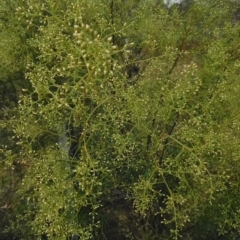 Cassinia quinquefaria at Jerrabomberra, ACT - 23 Feb 2023 08:49 AM