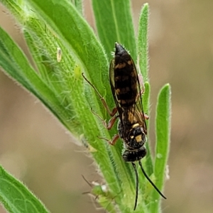 Agriomyia sp. (genus) at Molonglo Valley, ACT - 23 Feb 2023