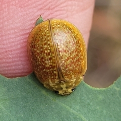 Paropsisterna cloelia at Molonglo Valley, ACT - 23 Feb 2023