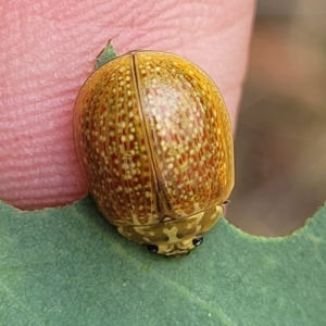 Paropsisterna cloelia at Molonglo Valley, ACT - 23 Feb 2023 10:03 AM