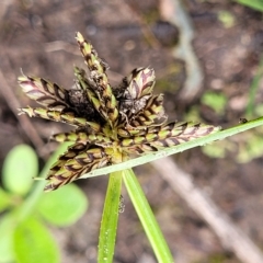 Cyperus sanguinolentus (A Sedge) at Molonglo Valley, ACT - 22 Feb 2023 by trevorpreston