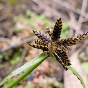 Cyperus sanguinolentus at Molonglo Valley, ACT - 23 Feb 2023