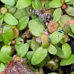 Elatine gratioloides (Waterwort) at Molonglo Valley, ACT - 22 Feb 2023 by trevorpreston