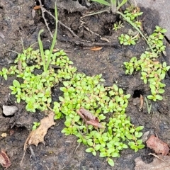 Elatine gratioloides at Molonglo Valley, ACT - 23 Feb 2023 10:00 AM