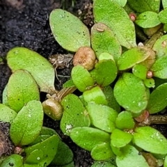 Elatine gratioloides at Molonglo Valley, ACT - 23 Feb 2023 10:00 AM