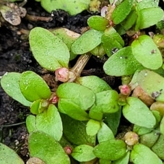 Elatine gratioloides at Molonglo Valley, ACT - 23 Feb 2023 10:00 AM