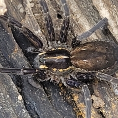 Dolomedes sp. (genus) at Aranda Bushland - 22 Feb 2023 by trevorpreston