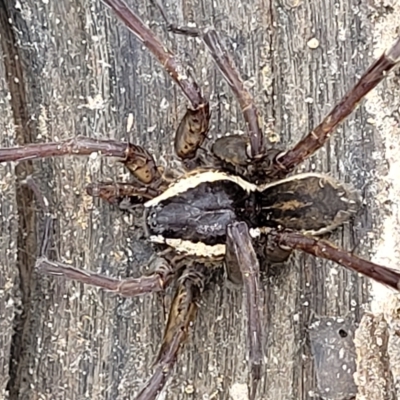 Dolomedes sp. (genus) (Fishing spider) at Molonglo Valley, ACT - 22 Feb 2023 by trevorpreston