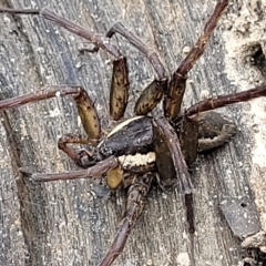 Dolomedes sp. (genus) at Molonglo Valley, ACT - 23 Feb 2023 09:59 AM