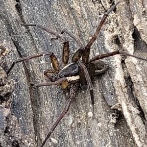Dolomedes sp. (genus) at Molonglo Valley, ACT - 23 Feb 2023