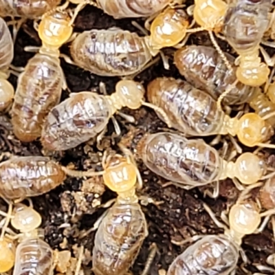 Unidentified Termite (superfamily Termitoidea) at Aranda Bushland - 22 Feb 2023 by trevorpreston