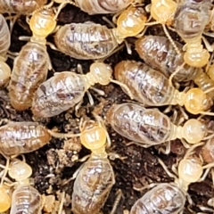 Unidentified Termite (superfamily Termitoidea) at Molonglo Valley, ACT - 22 Feb 2023 by trevorpreston