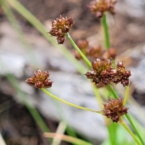 Juncus articulatus at Molonglo Valley, ACT - 23 Feb 2023