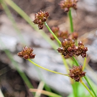 Juncus articulatus (A Rush) at Molonglo Valley, ACT - 23 Feb 2023 by trevorpreston