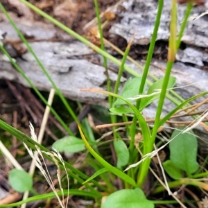 Juncus articulatus at Molonglo Valley, ACT - 23 Feb 2023