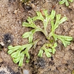 Riccia duplex var. megaspora at Molonglo Valley, ACT - 22 Feb 2023 by trevorpreston