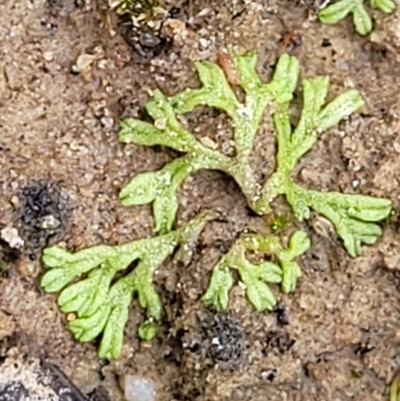 Riccia duplex var. megaspora at Molonglo Valley, ACT - 23 Feb 2023 by trevorpreston