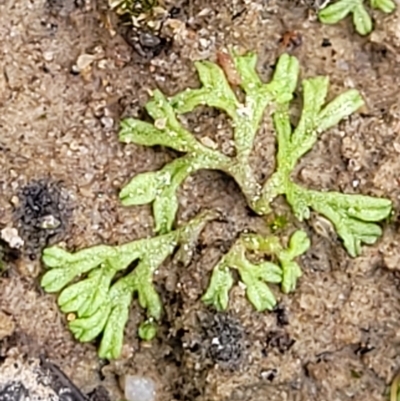 Riccia duplex var. megaspora at Molonglo Valley, ACT - 22 Feb 2023 by trevorpreston