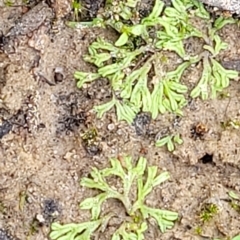 Riccia duplex var. megaspora at Molonglo Valley, ACT - 23 Feb 2023