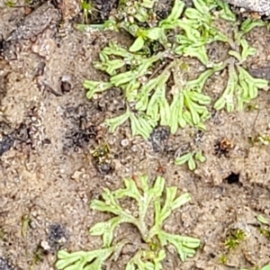 Riccia duplex var. megaspora at Molonglo Valley, ACT - 23 Feb 2023 09:55 AM