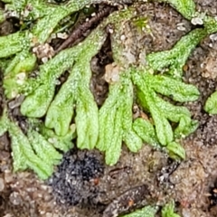 Riccia duplex var. megaspora at Molonglo Valley, ACT - 23 Feb 2023 09:55 AM