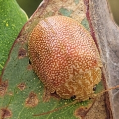 Paropsis atomaria (Eucalyptus leaf beetle) at Aranda Bushland - 22 Feb 2023 by trevorpreston