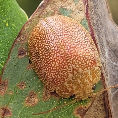 Paropsis atomaria (Eucalyptus leaf beetle) at Molonglo Valley, ACT - 22 Feb 2023 by trevorpreston