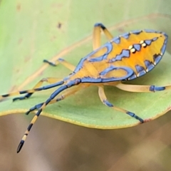 Amorbus alternatus (Eucalyptus Tip Bug) at Molonglo Valley, ACT - 23 Feb 2023 by trevorpreston