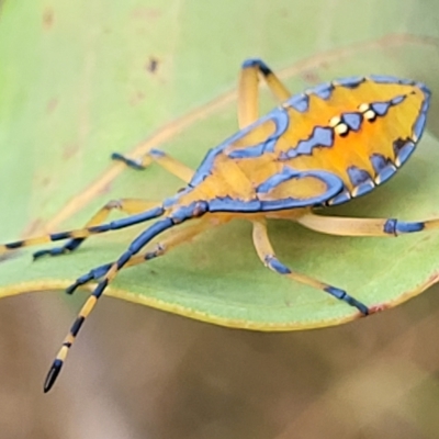 Amorbus alternatus (Eucalyptus Tip Bug) at Molonglo Valley, ACT - 23 Feb 2023 by trevorpreston