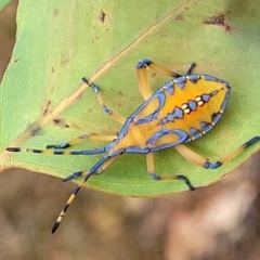 Amorbus alternatus at Molonglo Valley, ACT - 23 Feb 2023