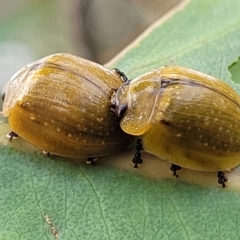 Paropsisterna cloelia (Eucalyptus variegated beetle) at Aranda Bushland - 22 Feb 2023 by trevorpreston