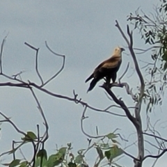 Aquila audax (Wedge-tailed Eagle) at Molonglo Valley, ACT - 22 Feb 2023 by trevorpreston