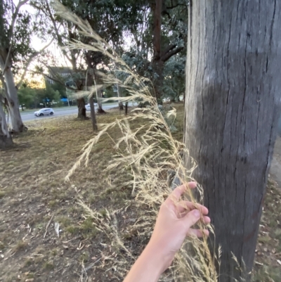 Austrostipa bigeniculata (Kneed Speargrass) at Red Hill to Yarralumla Creek - 6 Feb 2023 by Tapirlord