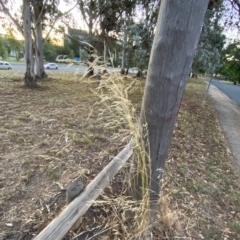 Austrostipa bigeniculata at Hughes, ACT - 6 Feb 2023 08:13 PM