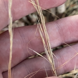 Austrostipa scabra at Hughes, ACT - 6 Feb 2023