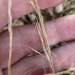 Austrostipa scabra (Corkscrew Grass, Slender Speargrass) at Hughes, ACT - 6 Feb 2023 by Tapirlord