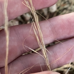 Austrostipa scabra at Hughes, ACT - 6 Feb 2023