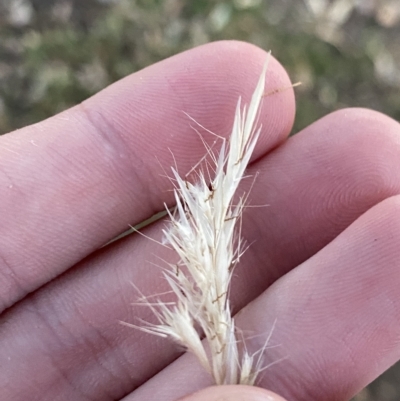 Rytidosperma racemosum (Striped Wallaby Grass) at Red Hill to Yarralumla Creek - 6 Feb 2023 by Tapirlord