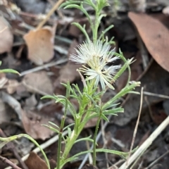 Vittadinia muelleri (Narrow-leafed New Holland Daisy) at Hughes, ACT - 6 Feb 2023 by Tapirlord