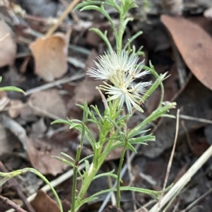 Vittadinia muelleri at Hughes, ACT - 6 Feb 2023