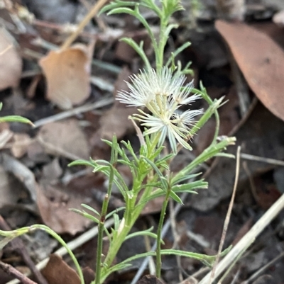 Vittadinia muelleri (Narrow-leafed New Holland Daisy) at Hughes, ACT - 6 Feb 2023 by Tapirlord